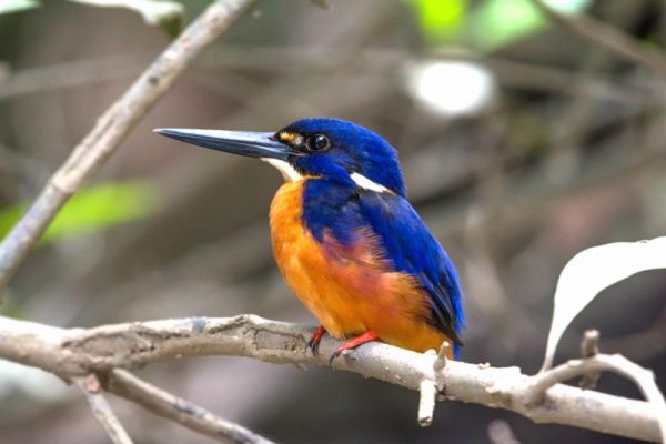 The Azure Kingfisher is found across northern and eastern Australia, Disciption: A small kingfisher with a long slender black bill and a short tail. The head, neck, upper parts and breast sides are deep azure blue with a violet (purplish) sheen. The neck has a distinctive orange stripe on each side and there is a small orange spot before each eye. The throat is pale orange-white, grading to orange-reddish on belly and undertail. The flanks and sides of the breast are washed purple to violet. The legs and feet are red. The sexes are similar. Young birds have a darker cap and are generally duller Habitat: The Azure Kingfisher is never far from water, preferring freshwater rivers and creeks as well as billabongs, lakes, swamps and dams, usually in shady overhanging vegetation.