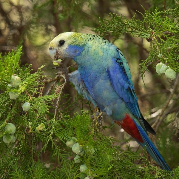 The Pale Headed Rosella is a moderate-size parrot with a pale yellow head, predominantly white cheeks, scalloped black and gold back and pale blue underparts. Two subspecies are recognised, although some authorities consider it to be conspecific with the eastern rosella of southeastern Australia. Found in open woodland, it feeds on seeds and fruit. As with other rosellas, the pale-headed rosella nests in hollows of large trees. Even found to have a nest in a tree hollow 50 cm under ground rather than above ground. It readily adapts to aviculture and is sold as a cagebird.