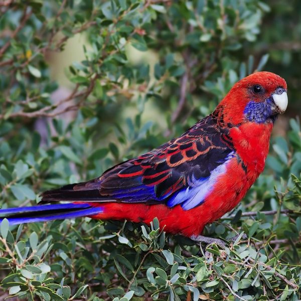 Crimson Rosella adults and juveniles generally show strikingly different colouration in south-eastern populations, with predominantly greenish-olive body plumage on the juvenile, most persistent on the nape and breast. Juveniles are said to 'ripen' as they get older and turn from green to red. All races have blue cheeks and black-scalloped blue-margined wings and predominantly blue tail with predominantly red coloration. The crimson rosella's blue tail feathers are one of the favourite decorations of the satin bowerbird. The bill is pale grey and the iris dark brown.