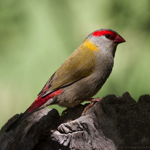Red-browed Finch. Photo by Kim Wormald