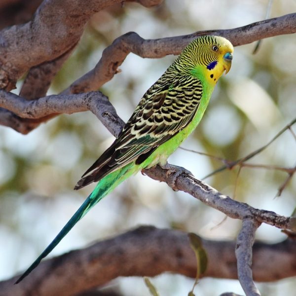Wild budgerigars average 18 cm long, weigh 30–40 grams, 30 cm in wingspan, and display a light green body colour (abdomen and rumps), while their mantles (back and wing coverts) display pitch-black mantle markings edged in clear yellow undulations. The forehead and face is yellow in adults.It is found wild throughout the drier parts of Australia, where it has survived harsh inland conditions for over five million years. Its success can be attributed to a nomadic lifestyle and its ability to breed while on the move. The budgerigar is closely related to lories and the fig parrots.