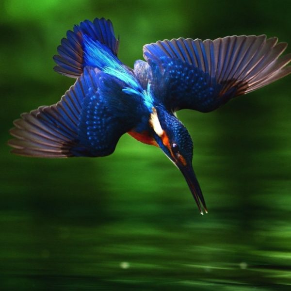 Kingfisher