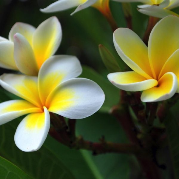 Frangipani essential oil has a sophisticated, rich floral fragrance, so the alluring aroma of the flowers is highly valued for use in perfumes. The oil's purifying qualities may protect the organs from damage, and increase libido. Frangipani can promote inner peace and confidence.