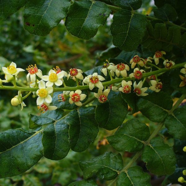 Rich and spicy with lemon and conifer-like undertones, Frankincense has long been treasured by spiritual communities for sacrificial and religious rites, and is celebrated in aromatherapy, perfumery and therapeutic circles.