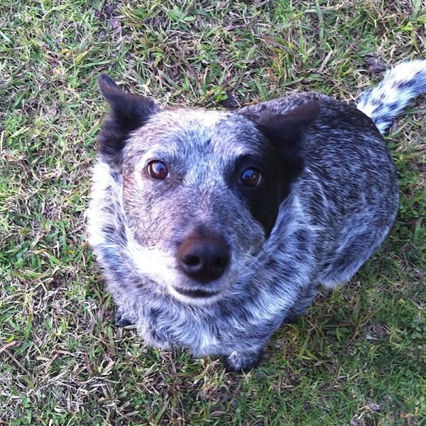 Meet my best friend - Ruby, my Blue Merle. Photo Linda Saul