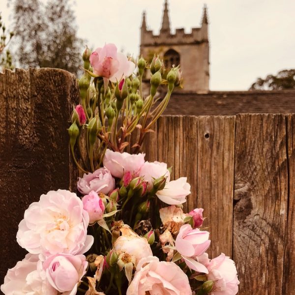 Native rose, England Photo By Linda Saul