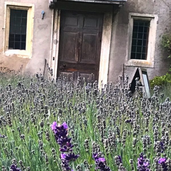 Lavender field. Photo by Linda Saul