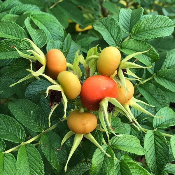 Old Fashioned Rose Hip Photo by Linda Saul