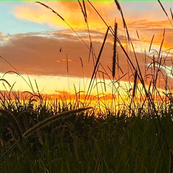 Balmy late afternoon on the farm at Integrity candles. Photo Linda Saul