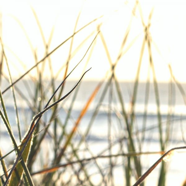 Sea-grass horizon. Photo by Kim Vecie