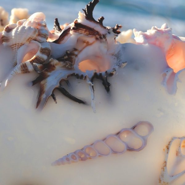 Sustainably sourced shells add endless interest to our lanterns. Photo Kim Vicie