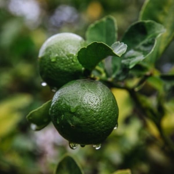 Piquant and invigorating, Lime essence sparkles with life. This zesty oil is perfectly partnered with lemongrass and cedarwood, or with coconut, to impart balance and rejuvenation.