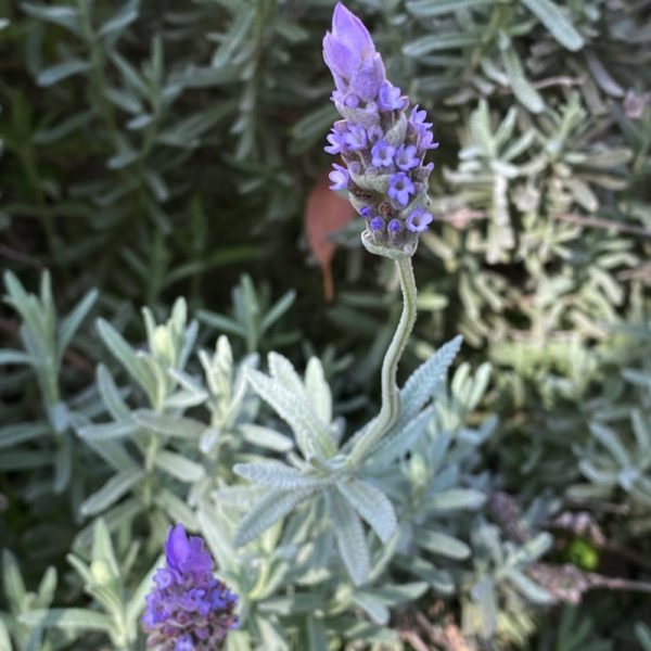 Lavender growing in Integrity Candles' home garden.