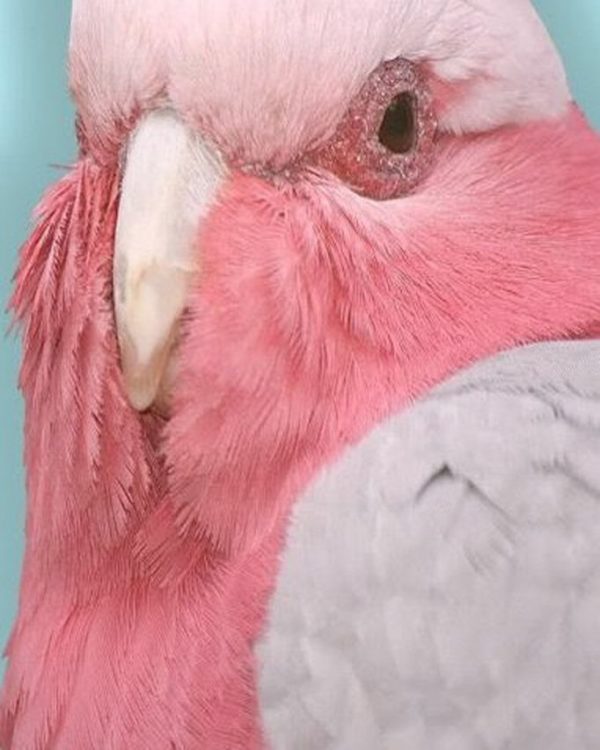 Galahs are found in all Australian states, and are absent only from the driest areas and the far north of Cape York Peninsula. Genrally abundant in open habitats that offer at least some scattered trees for shelter. Galahs are about 35 cm long and weigh 270–350 g. They have a pale silver to mid-grey back, a pale grey rump, a pink face and chest, and a light pink mobile crest. A bone-coloured beak, and the bare skin of the eye rings is carunculated. They have grey legs. The sexes appear similar; however, generally adult birds differ in the colour of the irises; the male has very dark brown (almost black) irises and the female has mid-brown or red irises.