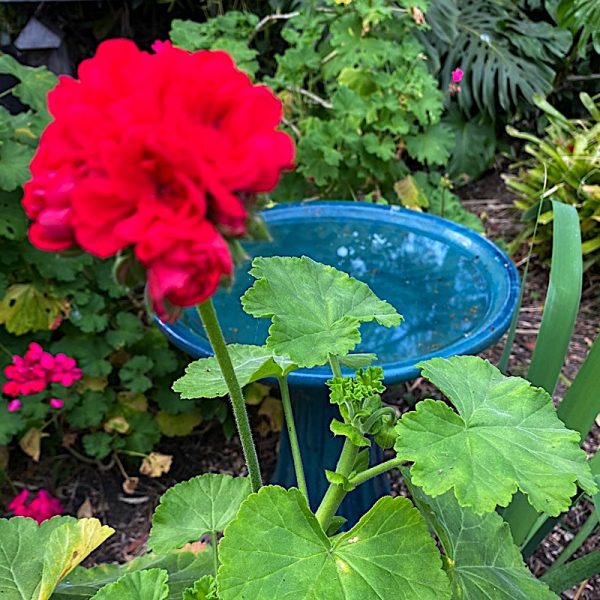 Geranium, Integrity Candles Garden Photo Linda Saul