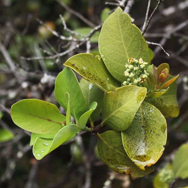 A deep, woody mix of soft and sweet accents, Sandalwood is used as a base note in many iconic perfumes and colognes. Rousing yet powerfully relaxing, this enticing oil promotes physical and mental well-being.