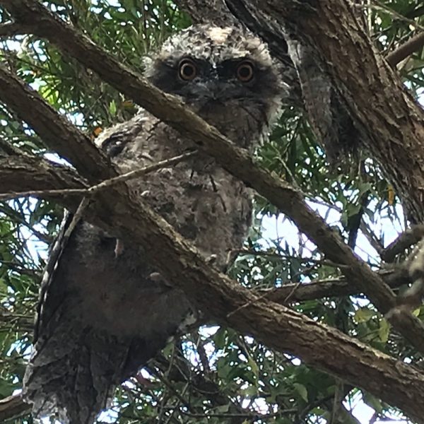 'Peek A Boo' tawny frogmouth on the farm at Integrity Candles. Photo by Linda Saul