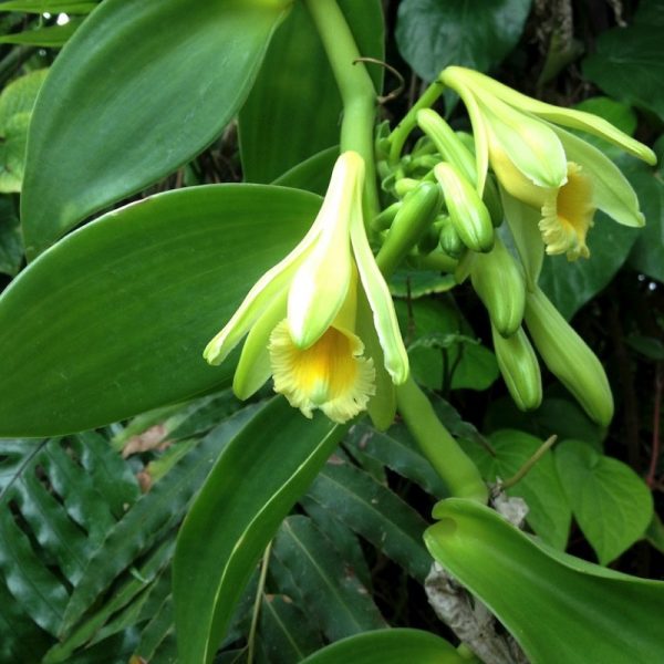 Vanilla is a pretty orchid of the genus Vanilla, which originated in Mexico and is now grown in many tropical countries. The essence is primarily obtained from pods of the Mexican species, Flat-Leaved Vanilla (V. planifolia).