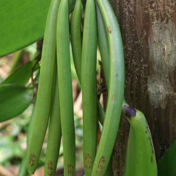 Green Vanilla Pods: Vanilla essence is derived from the pods of the Vanilla orchid, primarily V. planifolia.
