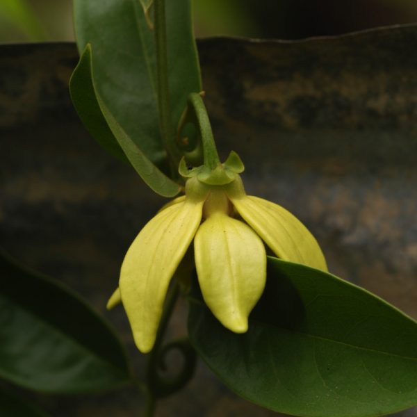 The distinctive Ylang Ylang flower, its yellow petals bursting with fragrance, yields a nectar dubbed the "Beverage of the Gods". Whether scattered on the beds of newly-weds or warding off malicious spirits, these flowers have myriad benefits beyond their legendary role in perfumery.