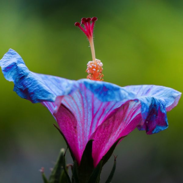 Nature never gets colours wrong. Photo by Abhinav Srivastava on Unsplash