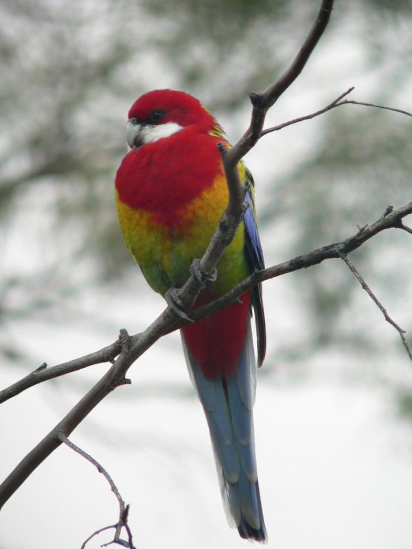 Birds of Australia.