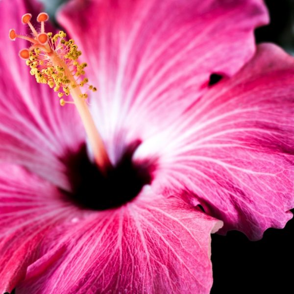 Nature loves Pink. Photo by Daniel Weiss on Unsplash