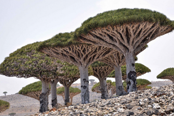 Dracaena cinnabari, or Dragon’s Blood, is a curious looking tree native to Socotra in Yemen. Its resin has wide applications in traditional medicine, magic, and varnish making (said to be the reason Stradivarius violins are so deeply red!). For our purposes, it also produces a luxurious and intoxicating perfume.