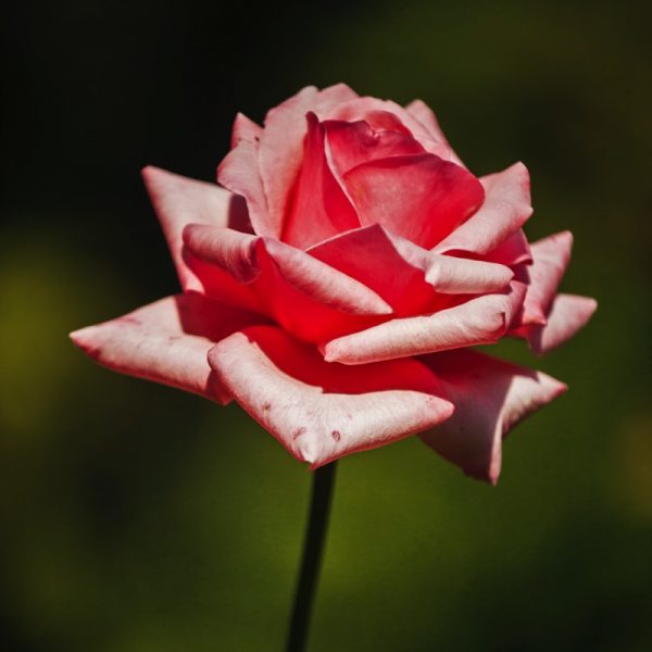 Photo by Engin Akyurt on Unsplash