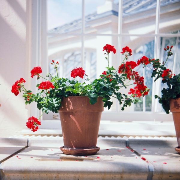 Geranium Photo by Gemma Evans on Unsplash