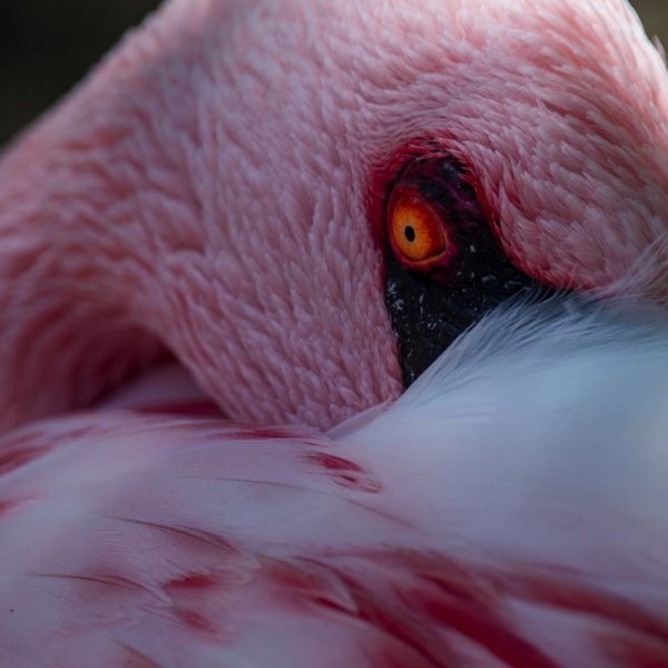 Pink on Black. Photo by Joshua J. Cotten on Unsplash