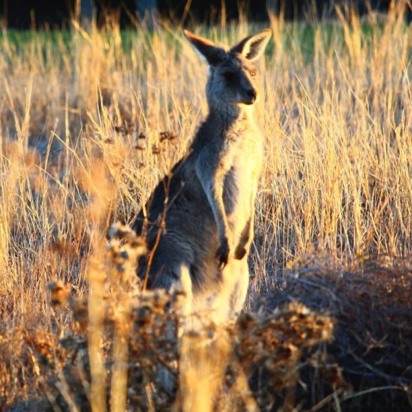 Kangaroo.Photo by Kayla Fishburn on Unsplash
