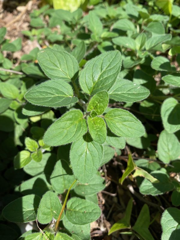 In ancient Greece marjoram was a symbol of peace, harmony and happiness, and was frequently planted on gravesites to please the spirit world. A perennial herb with sweet pine and citrus flavours, this aromatic herb's many uses range from the culinary to the medicinal.