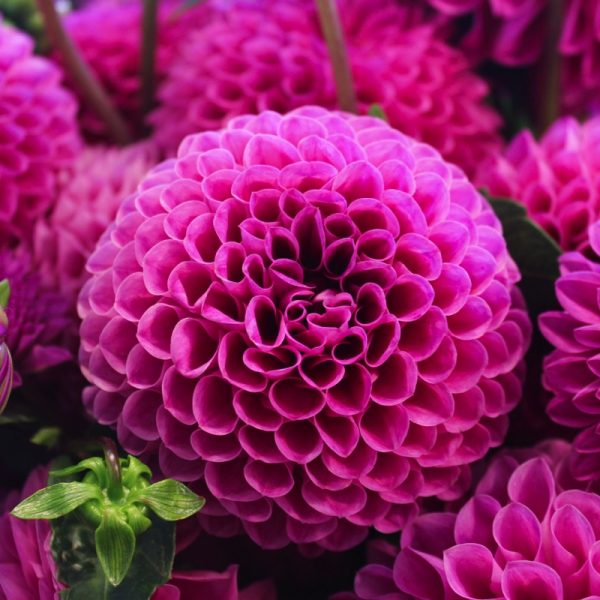 Hot pink in nature. Photo by Melissa Askew Unsplash