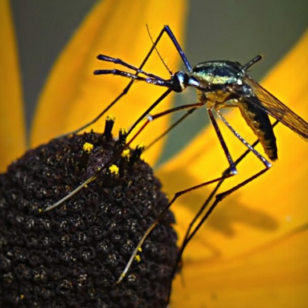 Citronella, the natural insect repellent.