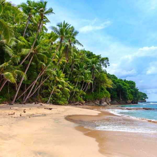 Palm-fringed, tropical beach.